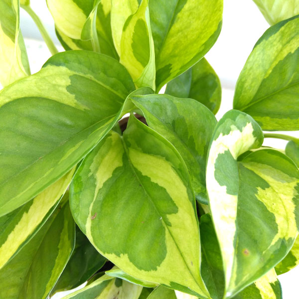 観葉植物/ポトス：エメラルド　3.5号ポット*