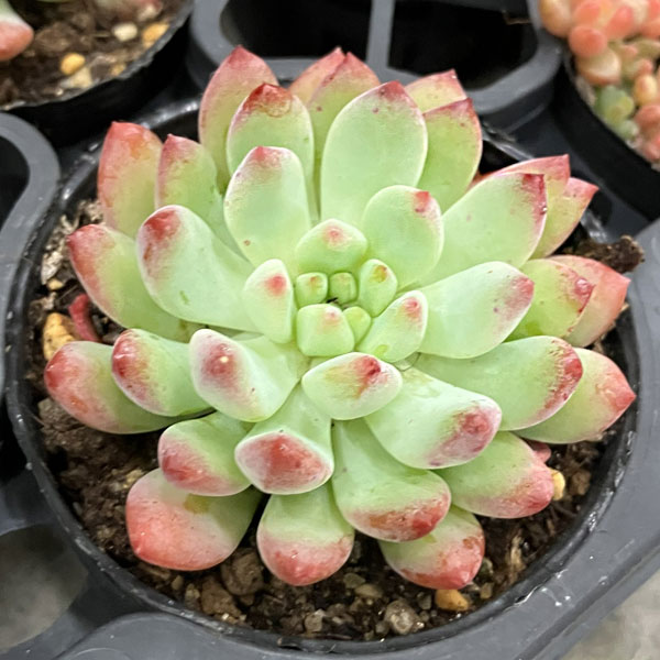 観葉植物/セデベリア：ブルーエルフ 2号ポット