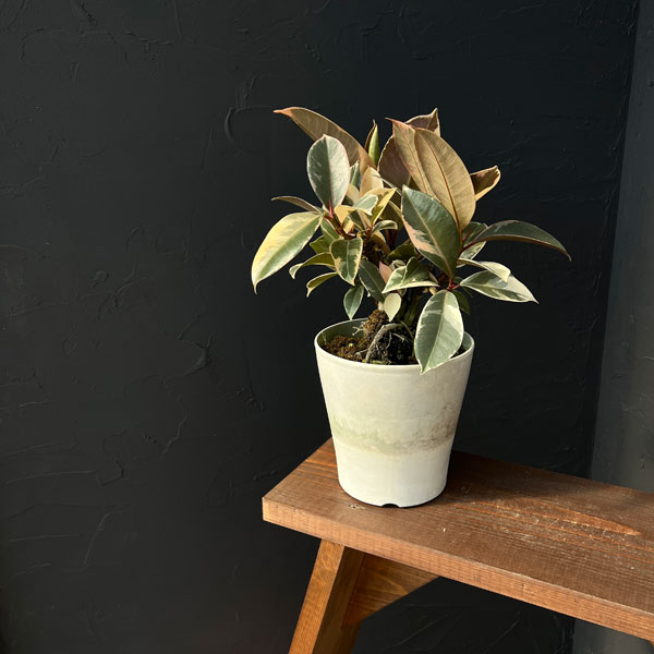 観葉植物/フィカス：ティネケ 5号ポット