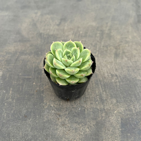 観葉植物/エケベリア：クィーンローズ 2号ポット