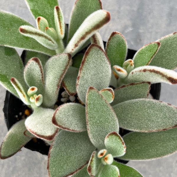 観葉植物/カランコエ：月兎耳3号ポット