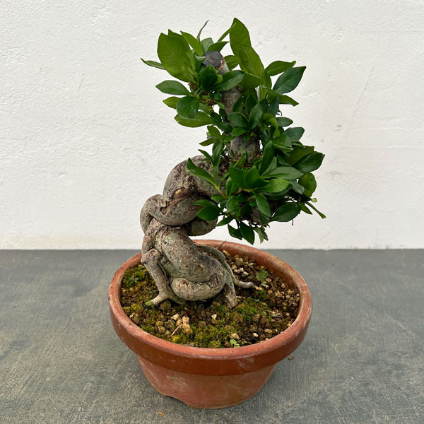 クチナシ：極太 陶器鉢植え25-01