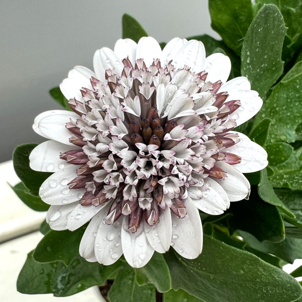 草花の苗/オステオスペルマム：プリンセス（八重）ガトーショコラ3.5号ポット