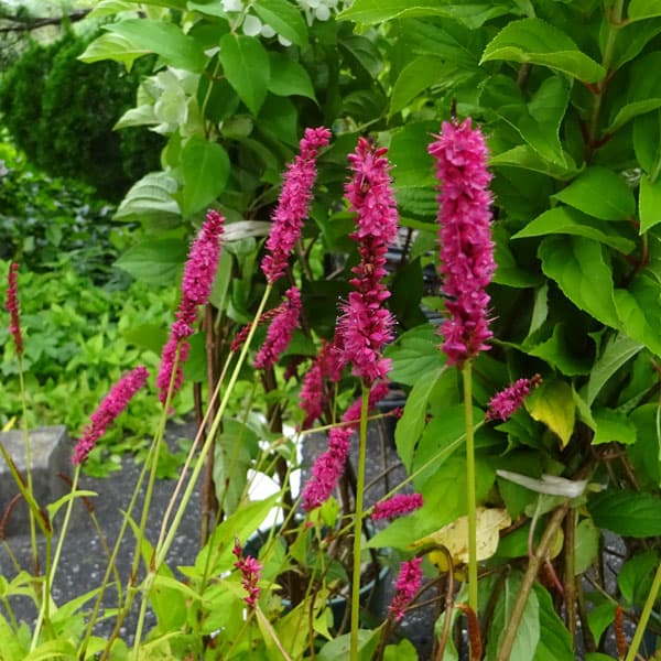 楽天市場】ペルシカリア 苗の通販