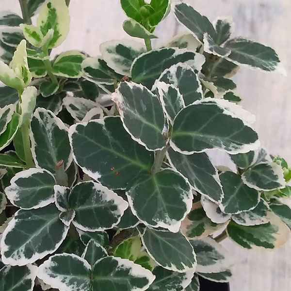 草花の苗/[送料無料]（わけあり特価）アメリカツルマサキ：エメラルドガイディ（白斑）3号ポット 12株セット