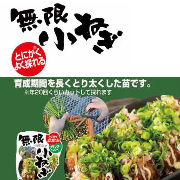 野菜の苗/無限小ねぎ3号ポット6ポ...