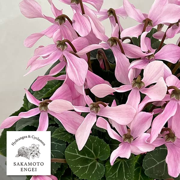 シクラメン：オートジャイロ（25-01）5号鉢植え【現品販売】