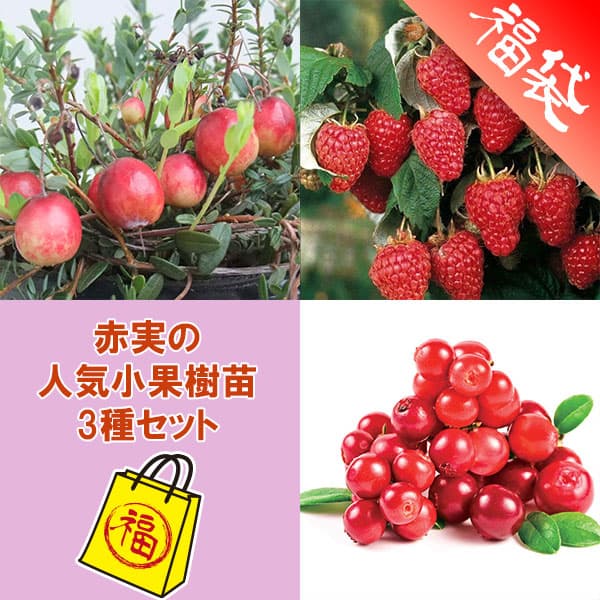 �̼�����/�ּ¤ο͵����̼���3�糧�åȡʥ����٥꡼����󥴥�٥꡼���饺�٥꡼ �ݥ�ʡ�