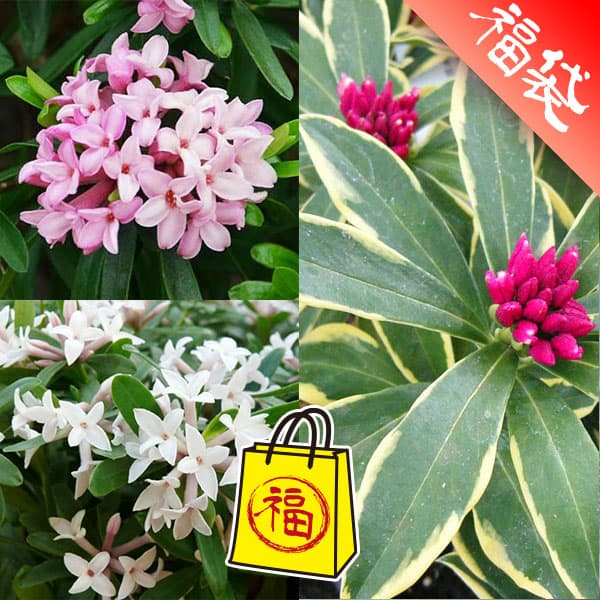 ���� ���ڤ���/������祦���������֡�̥�Ϥ�3�ʼ糧�å�