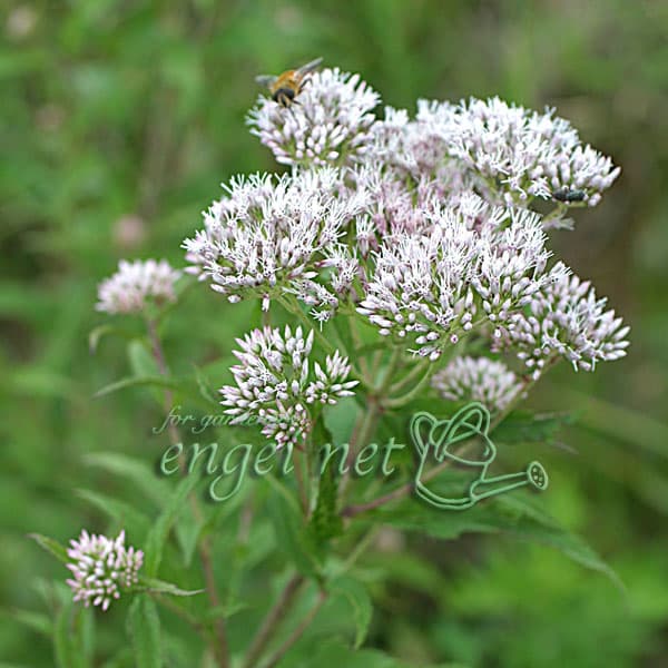 山野草の苗/ヒヨドリバナ3号ポット