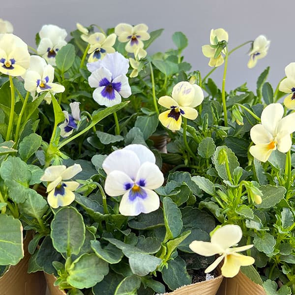 草花の苗/見元園芸さんのビオラ：トルニー（ホワイト系）3.5号ポット 12株セット