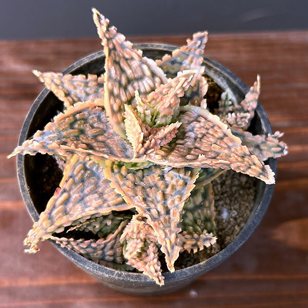 観葉植物/アロエ：オリジナルハイブリット 3号鉢植え25-04