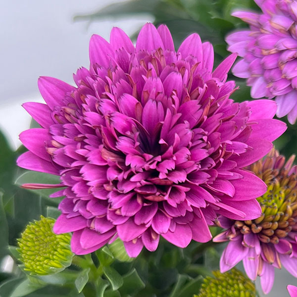 草花の苗/オステオスペルマム：リトルプリンセス ブルーベリータルト3.5号ポット