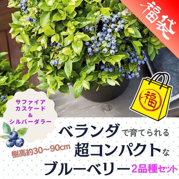 果樹の苗/ブルーベリー：ブッシェルアンドベリー（R） 2品種セット