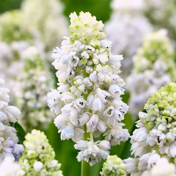 �庬/�ॹ���ꡧ�ͥ����㡼���ӥ塼�ƥ���2.5��ݥå�