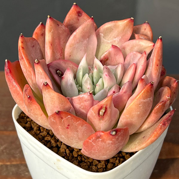 観葉植物/エケベリア：フローリアナ錦 2.5号ポット