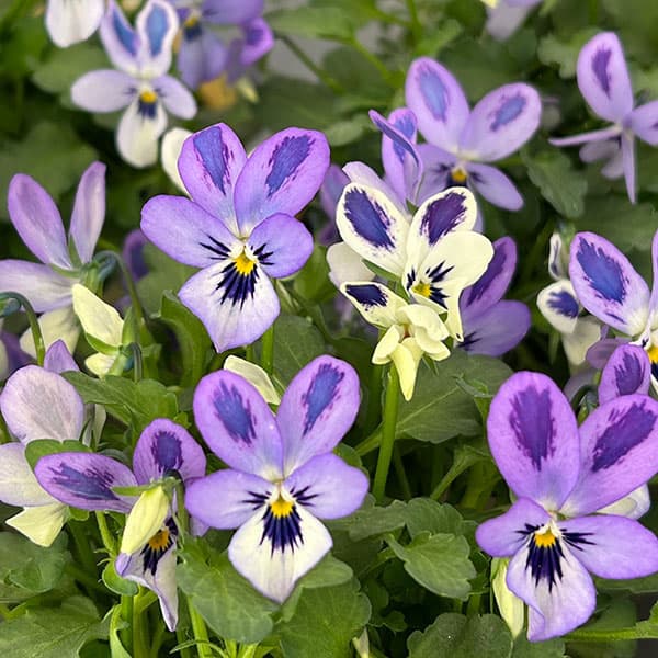 草花の苗/ビオラ：碧いうさぎ3-3.5号ポット 6株セット