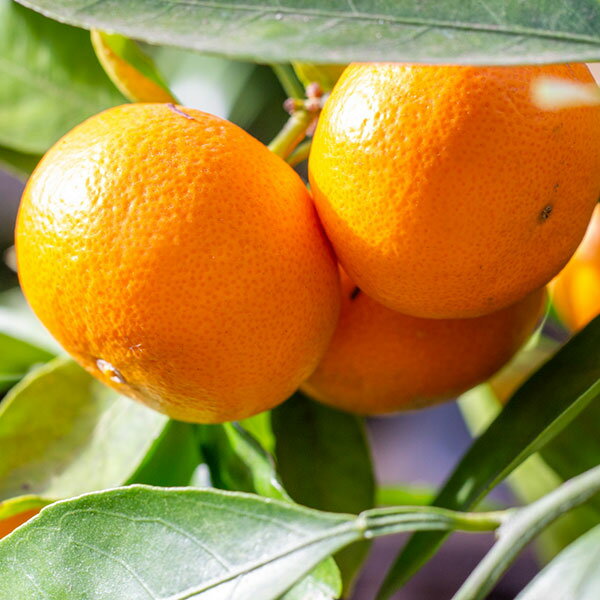 果樹の苗/ミカン：温州みかん みやがわわせ（宮川早生）3号ポット