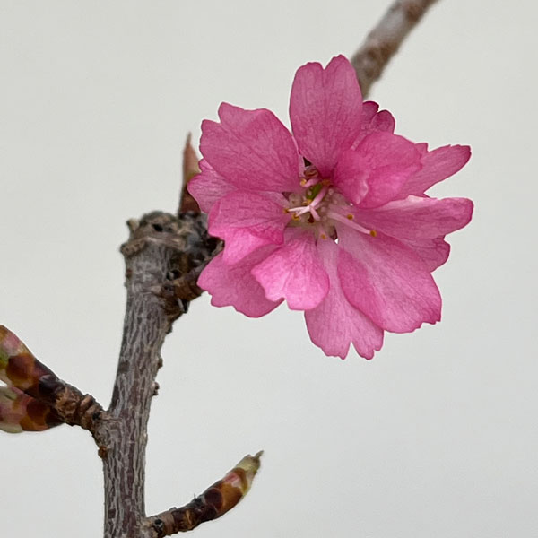 山野草の苗/フジザクラ：美桜の舞（みおうのまい）2.5号ポット