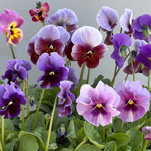 草花の苗/ビオラ：君待ちパンセ3....