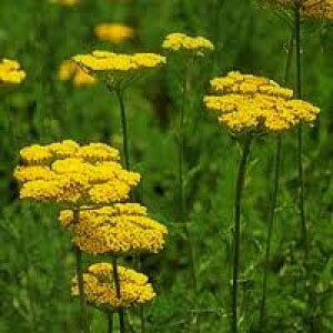 ハーブの苗/ヤロウ（西洋ノコギリソウ）：イエロークロスオブゴールド3号ポット 12株セット