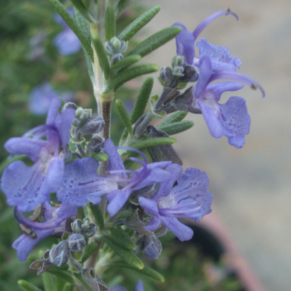 ハーブの苗/ローズマリー（半ほふく性）：モーツアルトブルー3-3.5号ポット 12株セット