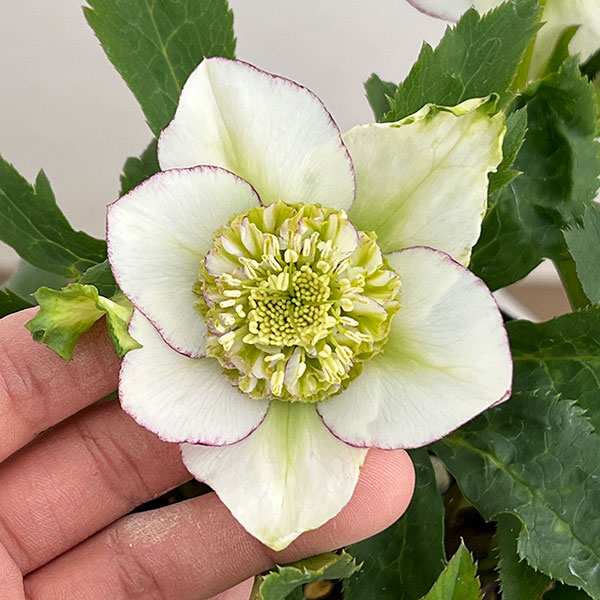 楽天市場】クリスマスローズ 若泉の通販