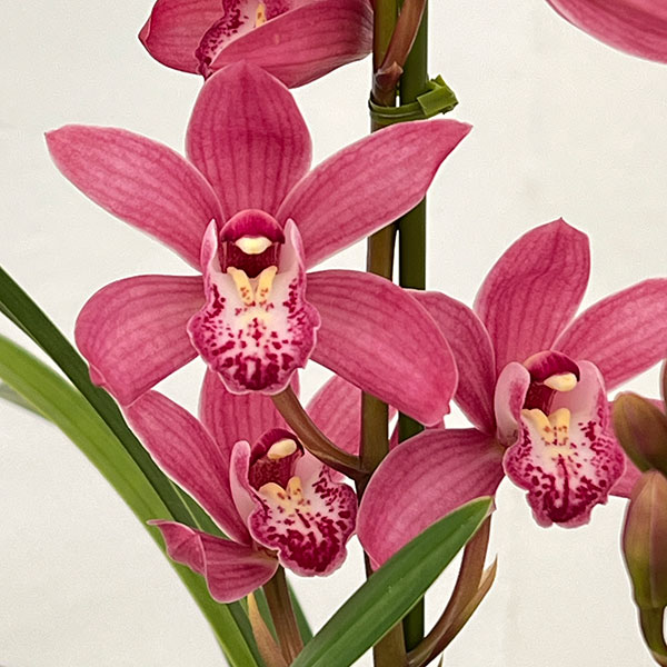 テーブルシンビジウム：ありがとう2本立ち 5号陶器鉢植え（皿付き）