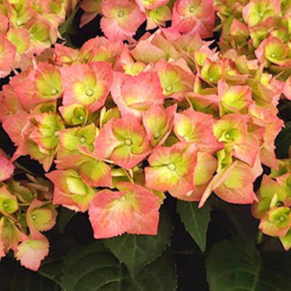 花木 庭木の苗/アジサイ：スイートリップス3.5号ポット