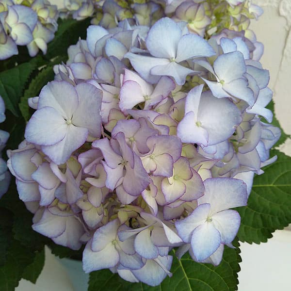 花木 庭木の苗/アジサイ：アデュラ 3.5号ポット