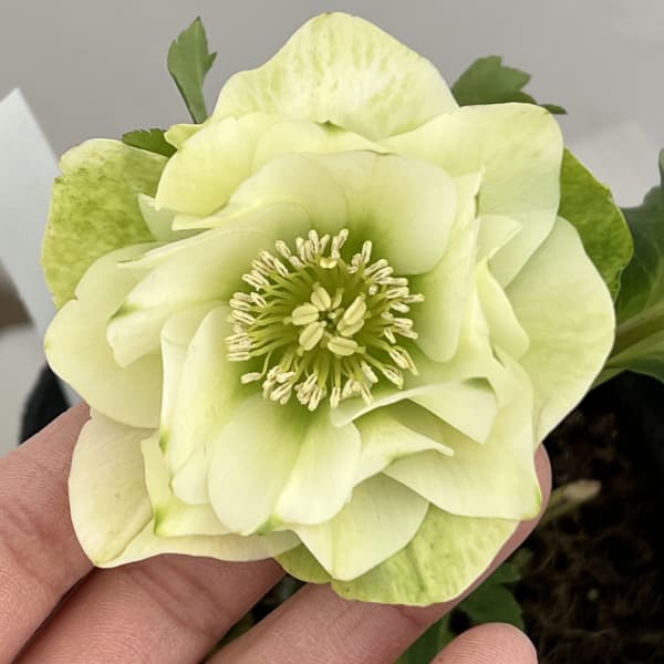 楽天市場】クリスマスローズ リップの通販