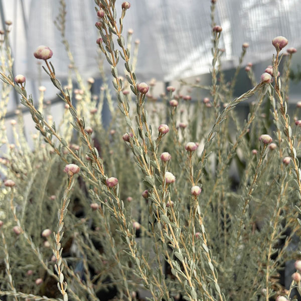 花木 庭木の苗/ディクラスティリス：グラビフローラ 4号ポット