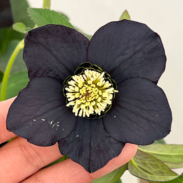 楽天市場】クリスマスローズ 樋口の通販