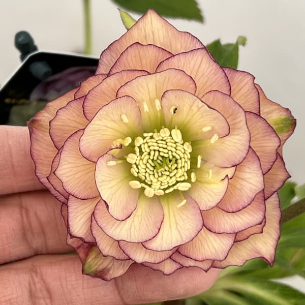 楽天市場】園芸ネットプラス クリスマスローズ（苗物｜ガーデニング