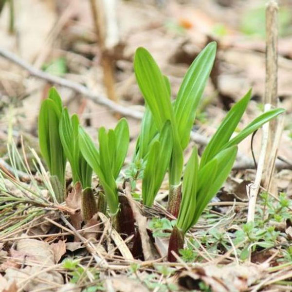 野菜の苗/行者ニンニク（アイヌネギ）1芽植え3.5号ポット
