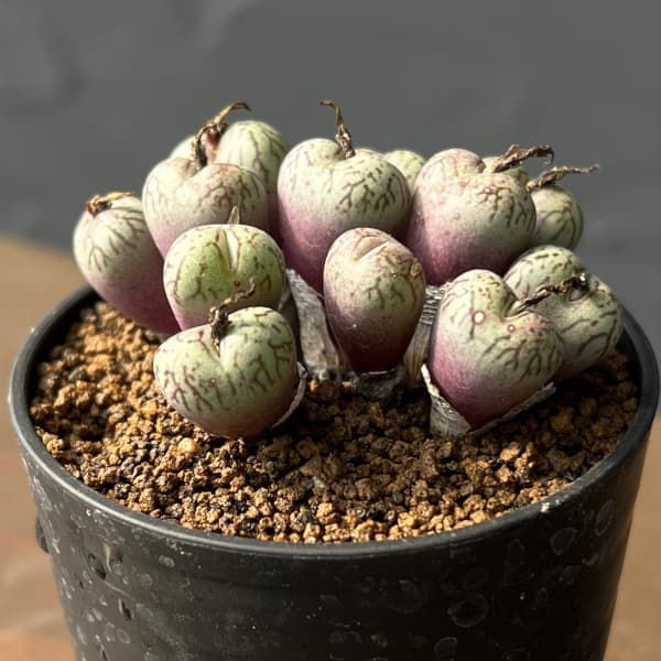 楽天市場】コノフィツム全書の通販