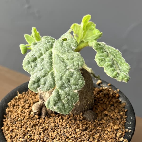観葉植物/オトンナ：ブルボーサ3号鉢植え