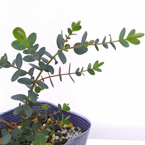 花木 庭木の苗/ユーカリ：バルブラ3号ポット