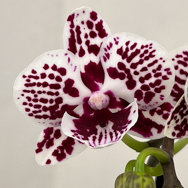 �ߥǥ������祦��󡧥���åץ��2.5�� �������ݥå�