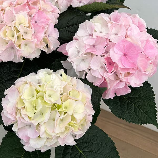 アジサイ：ハイダイヤモンド5号鉢植え