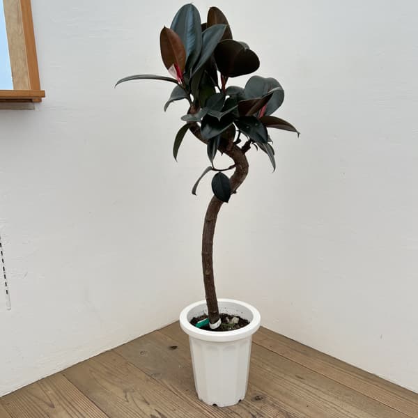 観葉植物/[送料無料]フィカス：バーガンディ（曲がり）8号鉢植え*