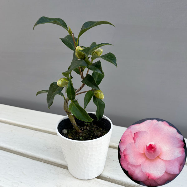 ツバキ（椿）：菱唐糸（ひしからいと）曲がり 3.5号匠鉢入り