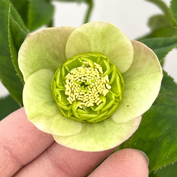 楽天市場】加藤 農園 クリスマス ローズの通販