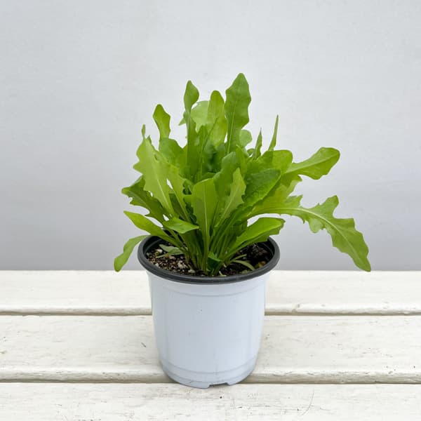 ハーブの苗/イタリアンハーブ：リーフチコリ（アグリオホワイト）3.5号ポット