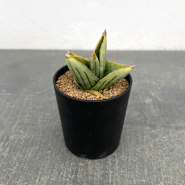 楽天市場】2号 サンスベリア（観葉植物｜花・観葉植物）：花・ガーデン