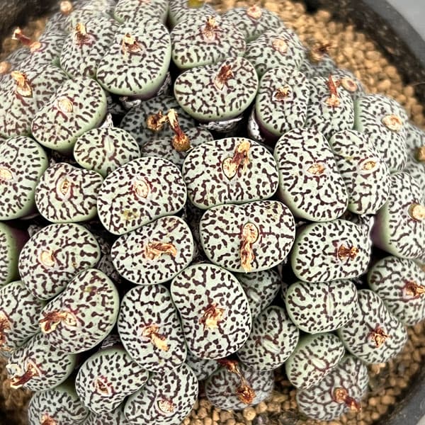 観葉植物/コノフィツム：ミニマムウ...