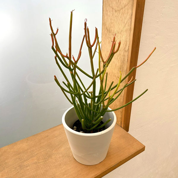 観葉植物/ミルクブッシュ：スティッ...