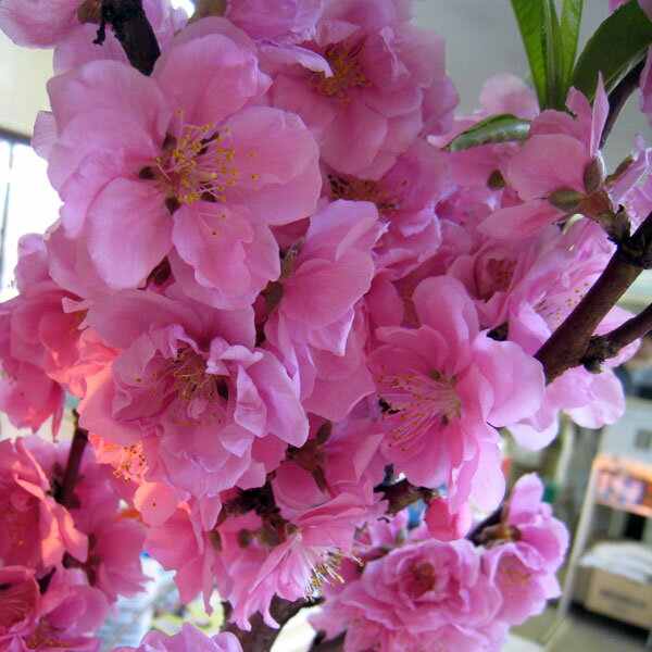 花木庭木の苗/花桃：矢口桃ピンク花...