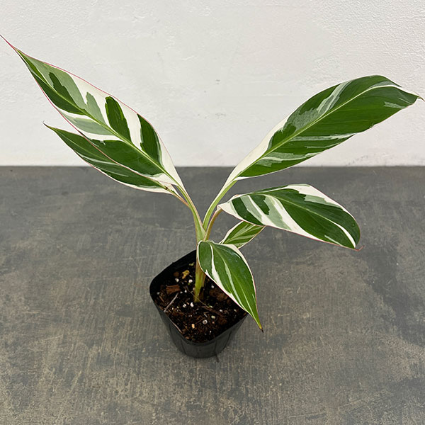 楽天市場】白斑 観葉植物（花・観葉植物｜花・ガーデン・DIY）の通販