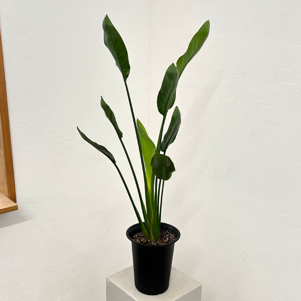 観葉植物/ストレリチア：レギネマン...